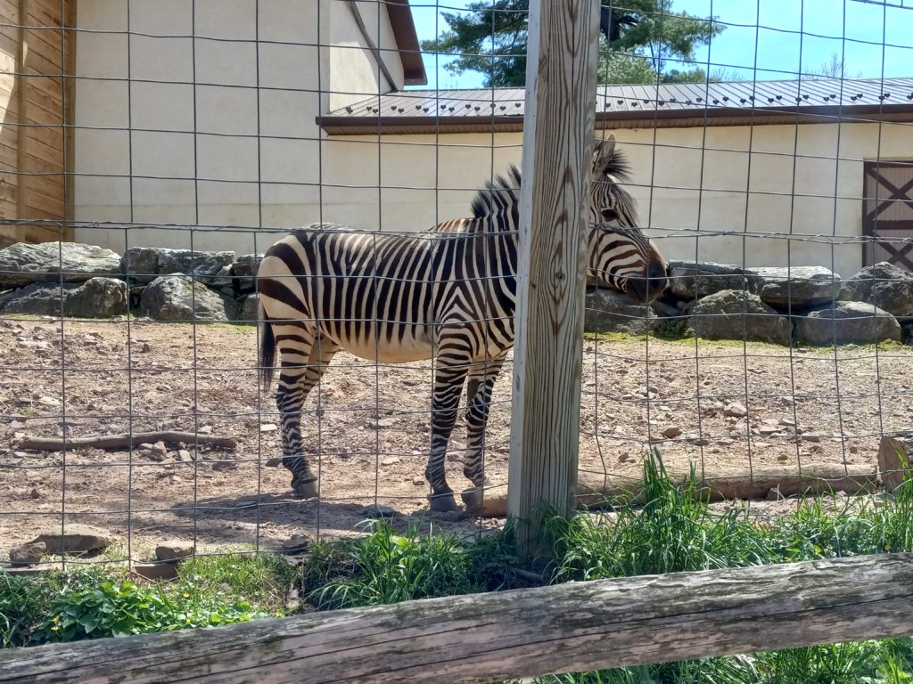 Zebra at Zoo